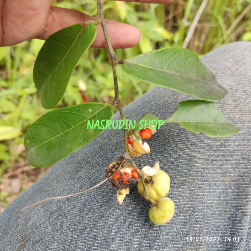 

[Fresh] BIBIT BUAH PHYLLANTHUS BILLARDIEREI 30 BUAH BUKAN MANGSIAN BUKAN TAMPAL BESI BUKAN KENDARI