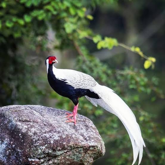 

TELUR AYAM HIAS RINGNECK PHEASANT JENIS SILVER FERTIL ASLI UNTUK DITETASKAN