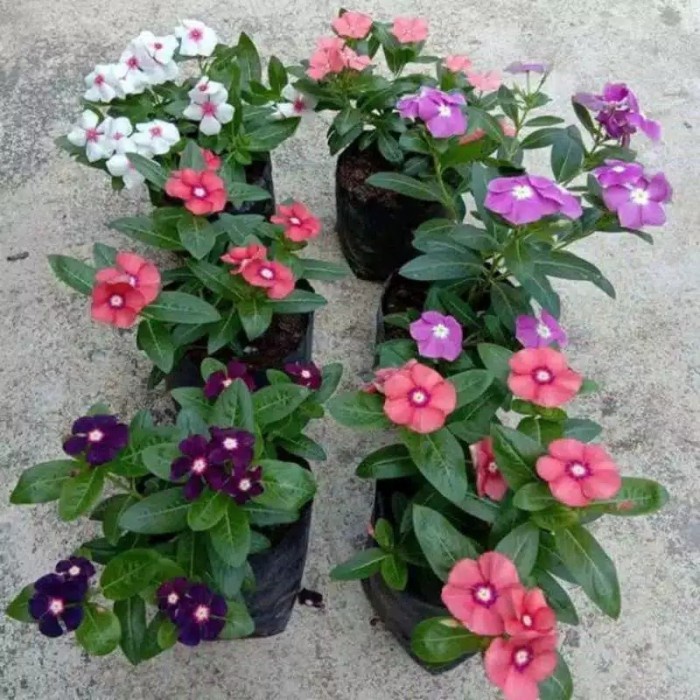 tanaman hias hidup bungga vinca juntai Nadia Taman