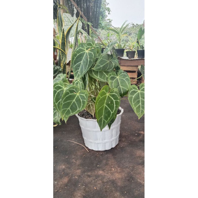 tanaman hias kuping gajah - tanaman kuping gajah