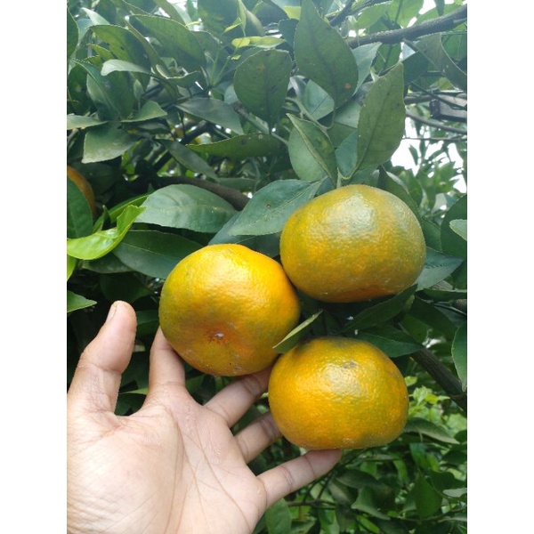 

jeruk madu malang