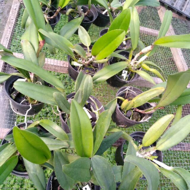 Anggrek Cattleya Dewasa
