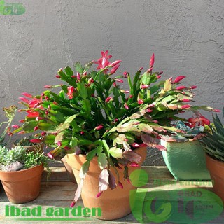 Schlumbergera Christmas kaktus kepiting merah TANAMAN 