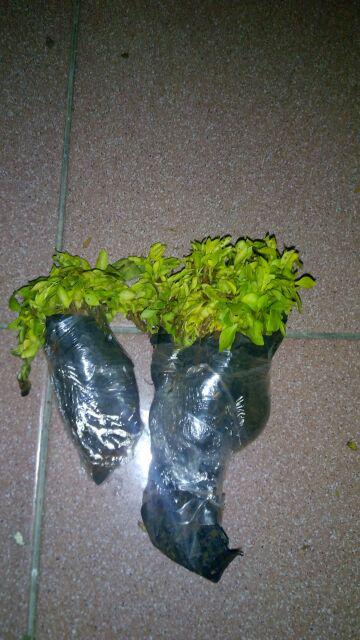 Tanaman Kerokot Kuning / Pohon Kerokot / Tanaman Krokot