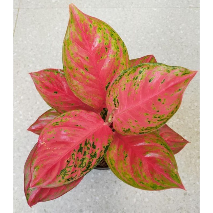 ANAKAN AGLONEMA YOHANA