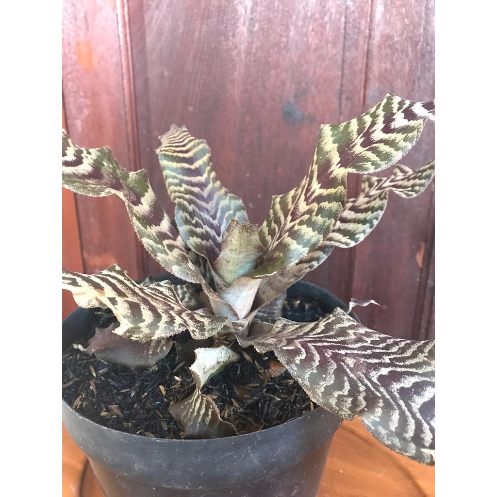 Tanaman Hias Sansivera kirkii brown/sansivieria/sanseviera/sansiveira coklat kirki