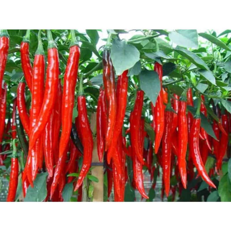 Benih/Biji Bibit Cabai merah bangkok(Repack isi puluhan butir)