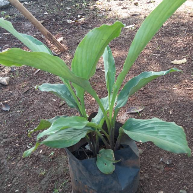 Tanaman herbal kunyit putih