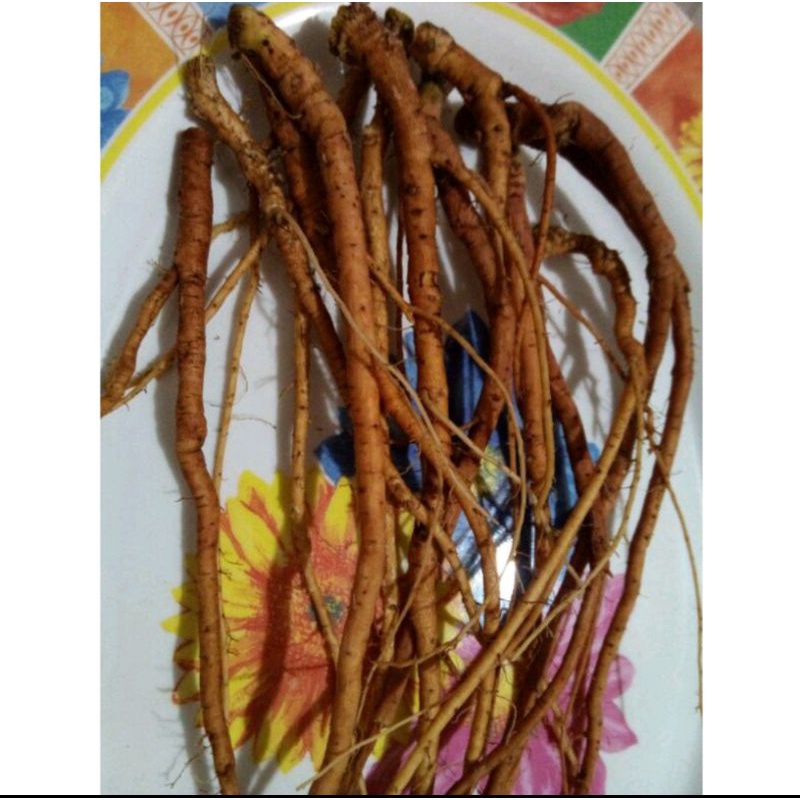 

akar putri malu segar 250gram pres