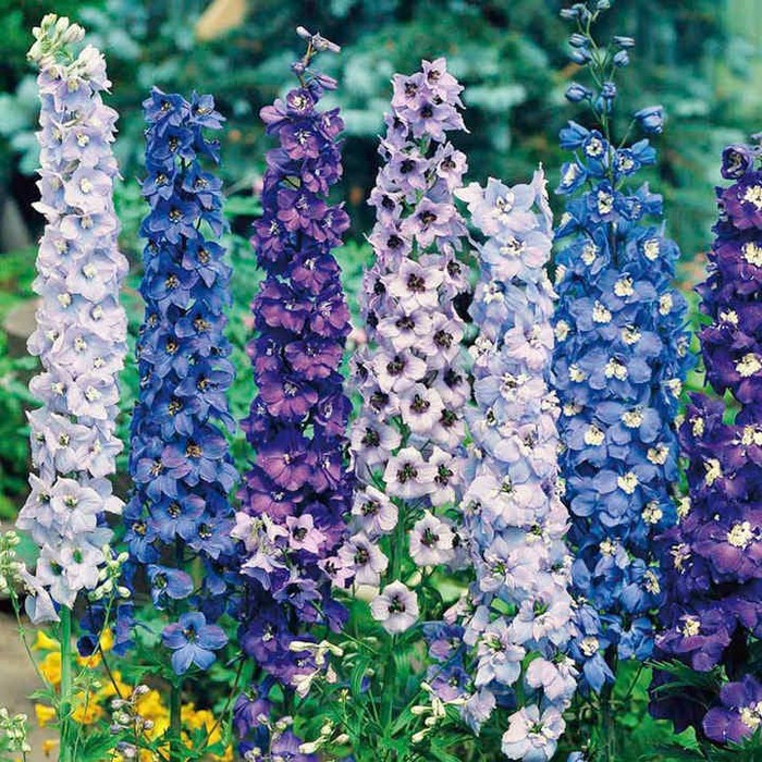 Benih Bibit Biji - Bunga Delphinium Pacific Giants Mixed Flower Seeds - IMPORT