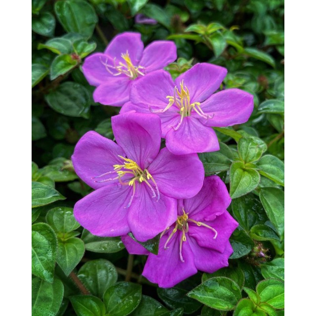 Bunga gantung dan ground cover rockrose/pink lady (D. rotundifolia)