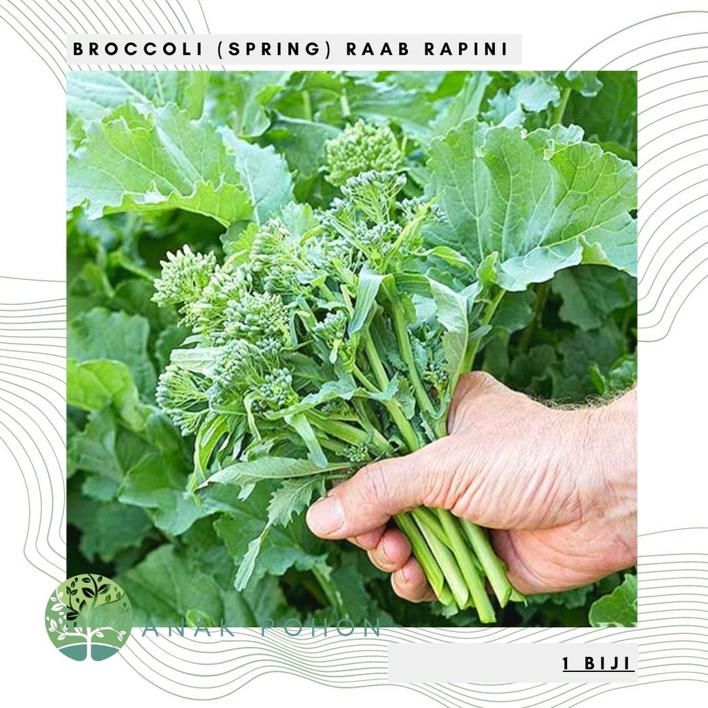 Benih Bibit Biji - Broccoli (Spring) Raab Rapini Brokoli Mini Brassica rapa var. Ruvo Seeds - IMPORT