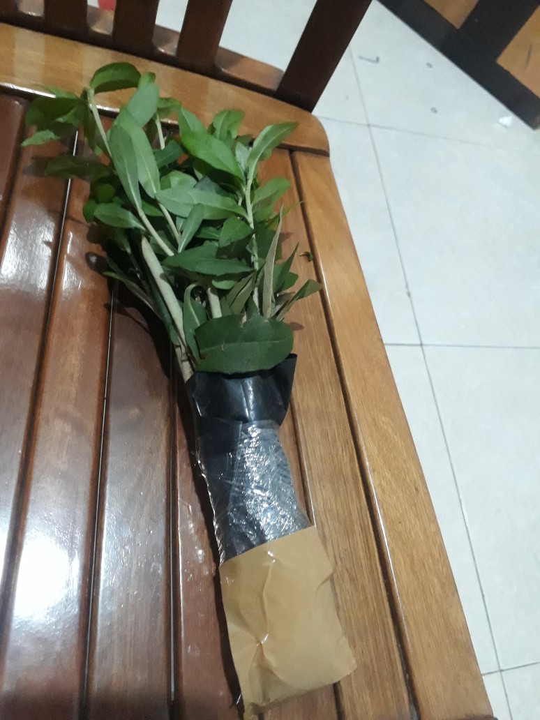 Pohon Lee Kwan Yew / Likuanyu Perbatang