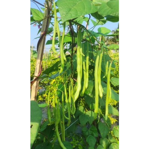 

Benih boncis jenis SI'Pink 20 biji