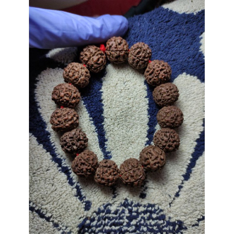 gelang rudraksha jenitri mukhi 7 original 16-19 mm