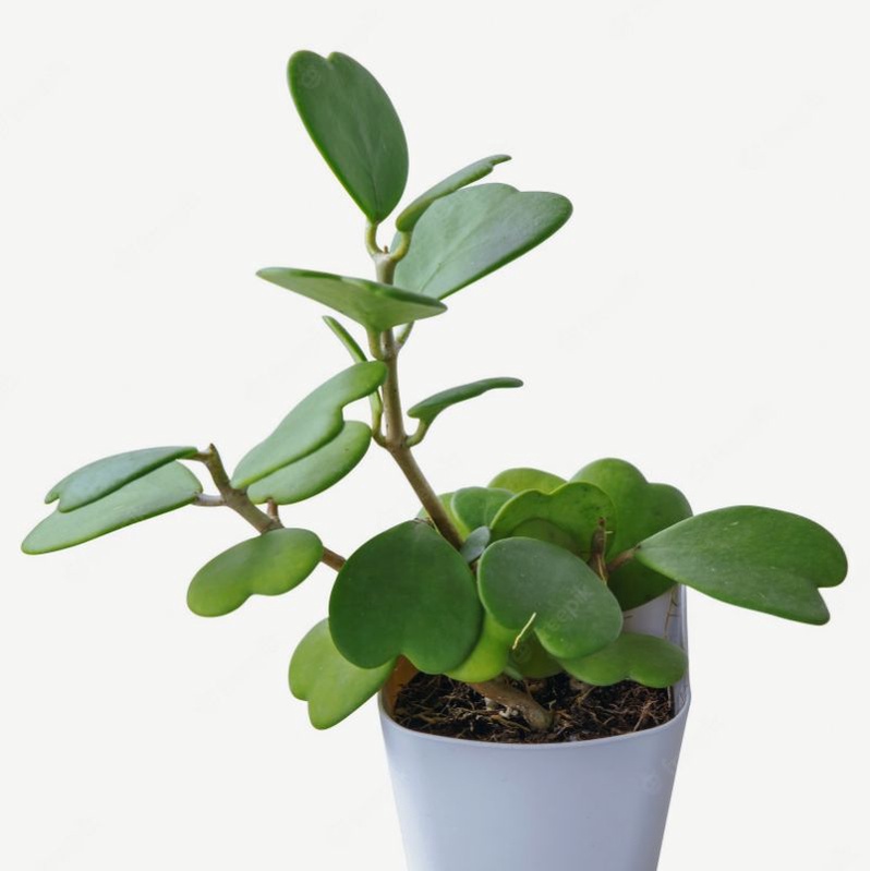 Tanaman hias Hoya love Kerri cluster | variegata