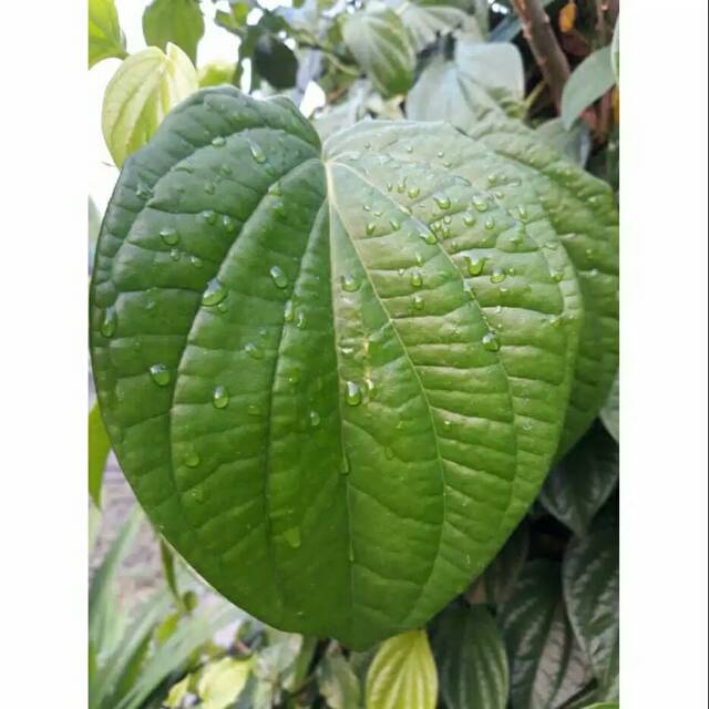 

Daun Sirih Hijau Segar 100gram obat herbal