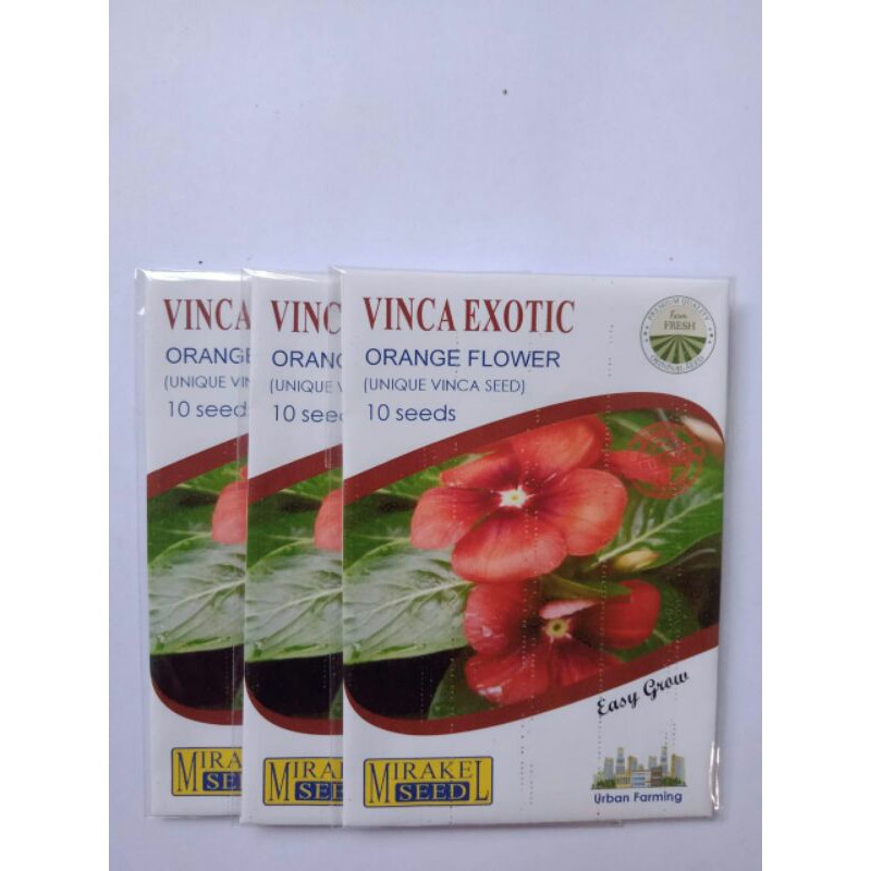 vinca exotic orange flower