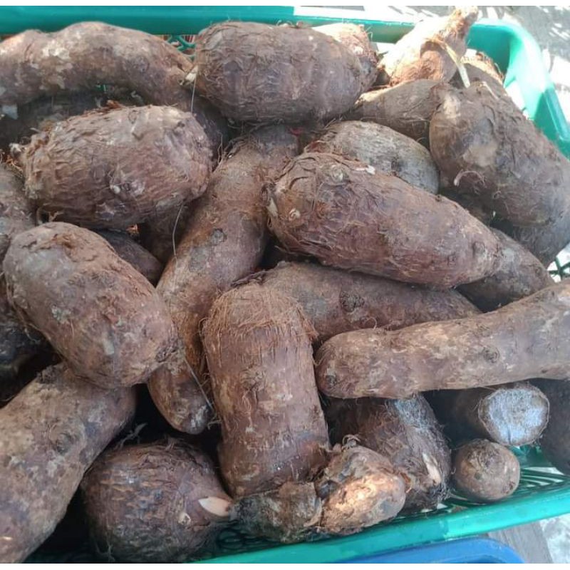 

ubi talas segar 1kg