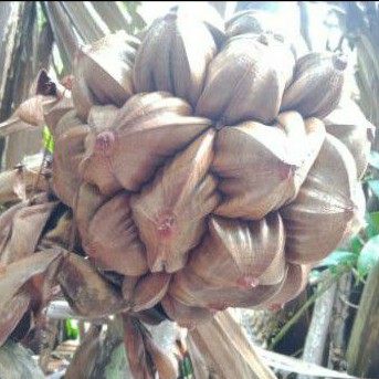 

Buah Nipah / Buah Dahon Tua Fresh 1 Kg