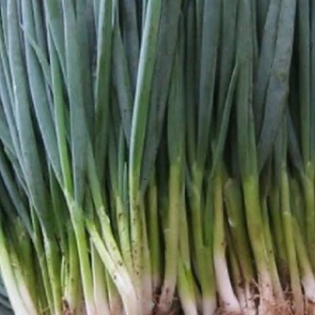 

DAUN BAWANG