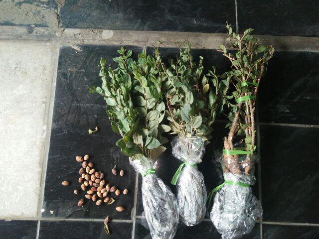 Grosir Bibit Bidara Harga Murah Minimal 50 Pcs