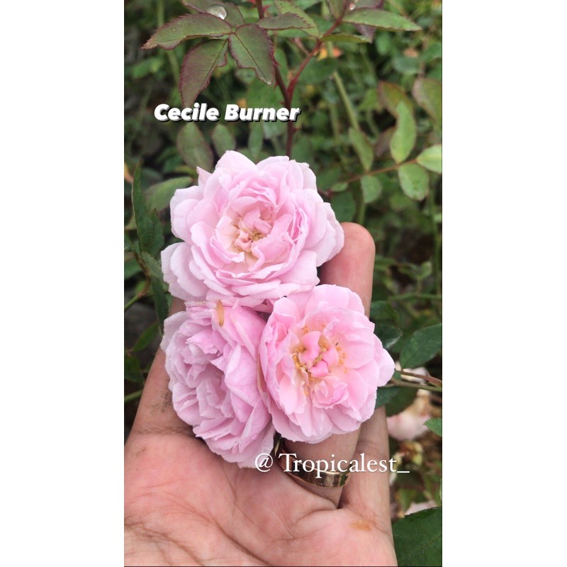 Mawar Cecile Brunner