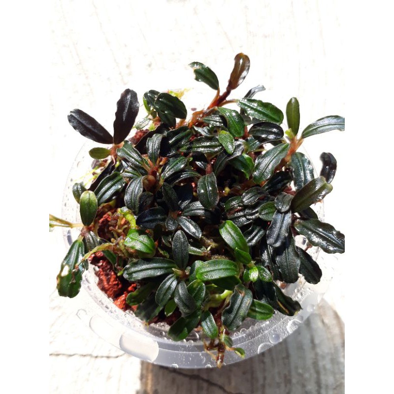 Bucephalandra brownie mini phantom per cup Tanaman aquascape