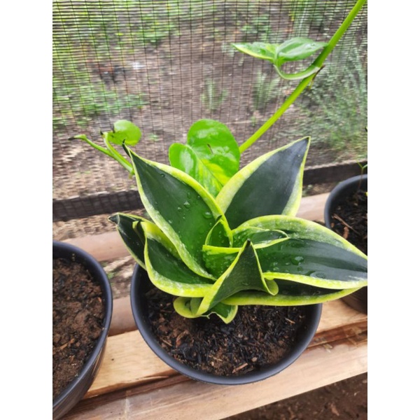 SANSIVERA PAGODA/SANSIVERA MINI