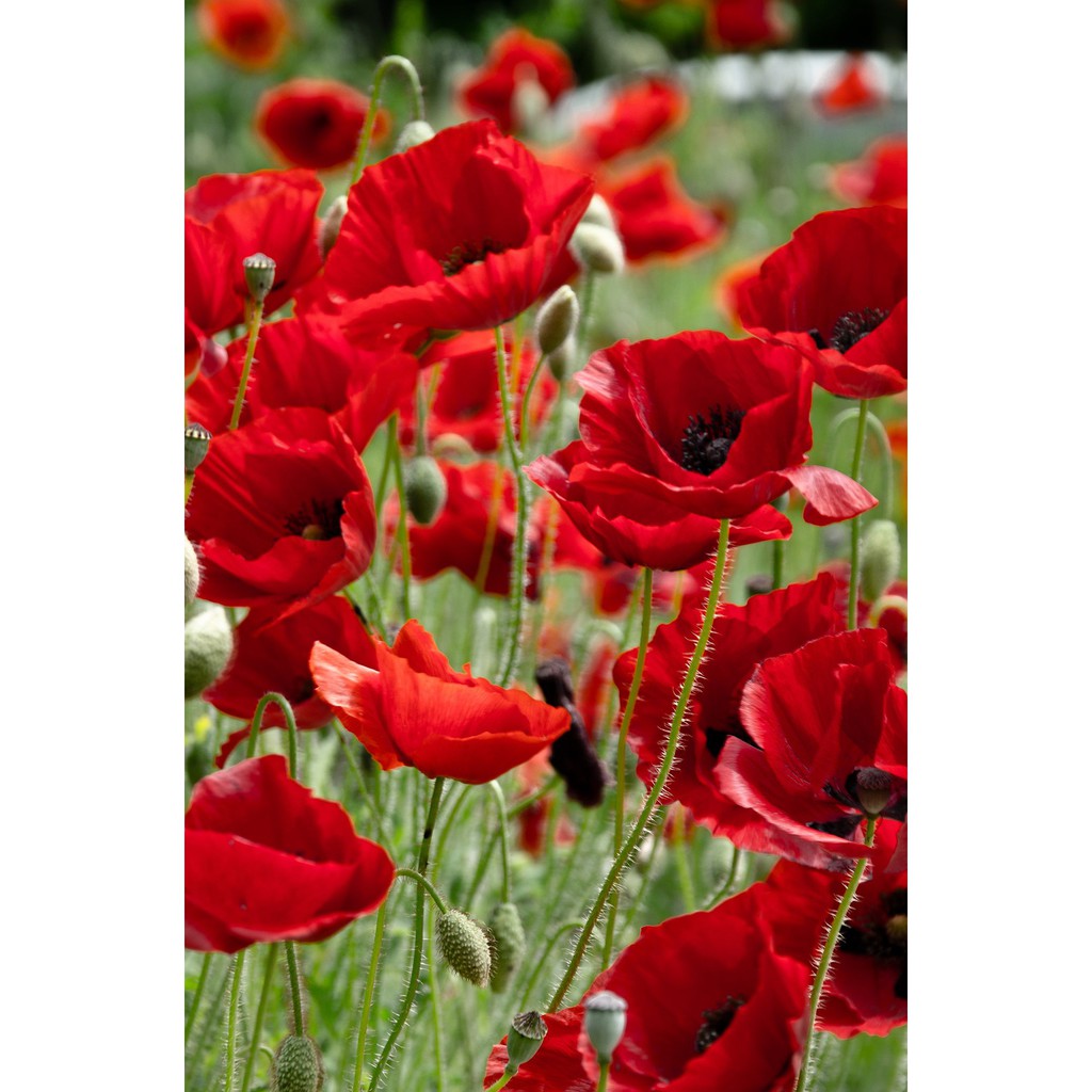 Benih Bibit Biji - Bunga Wild Poppy Native Grown (Papaver rhoeas) Flower Seeds - IMPORT