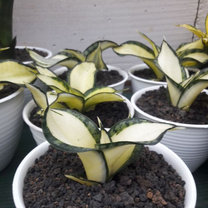 Sansevieria Golden Wendy