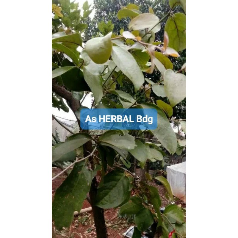 

Benalu jeruk nipis segar paket 500 gram-az