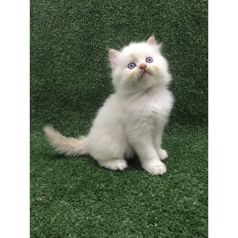 PersiaHimalayaFlatnose