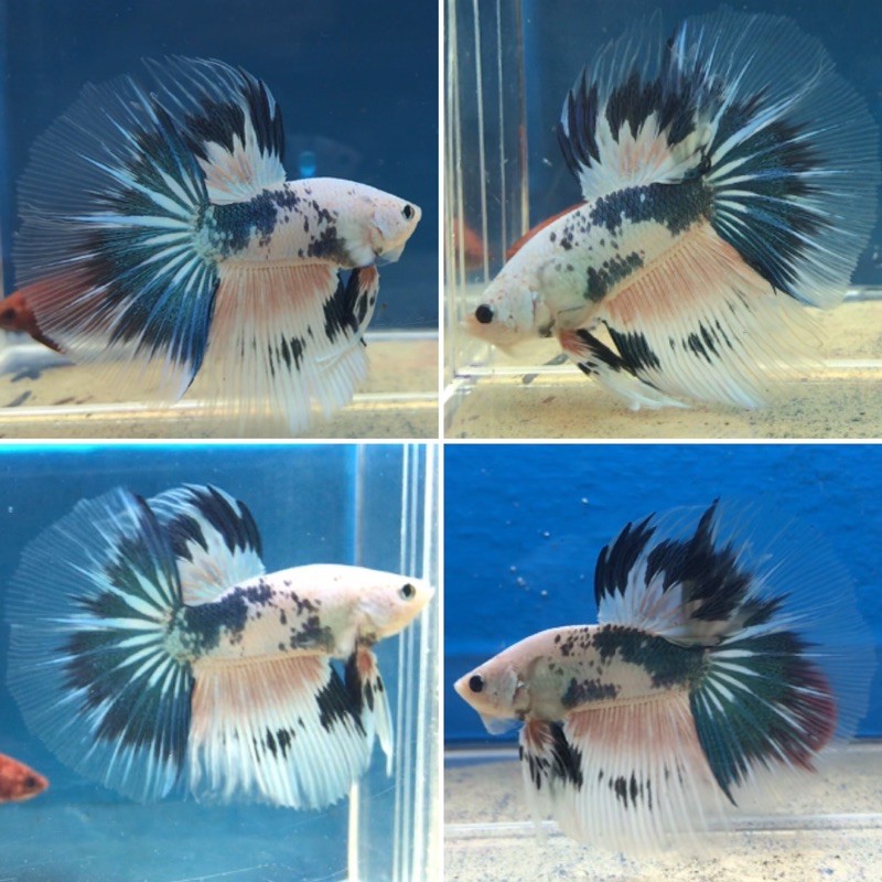 HALFMOON FLAMINGO BLUE RIM LINE BETTA CUPANG HM PINK FLAMINGGO