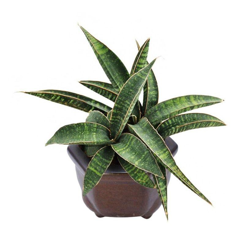 Bibit Tanaman Hias Sukulen Sansevieria 002