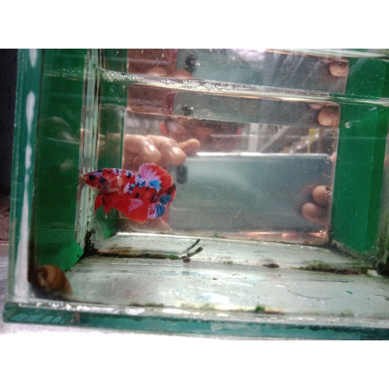 Male Red Koi Galaxy Grade