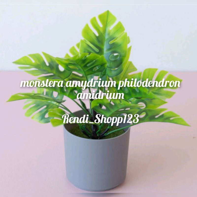 Tanaman hias monstera amydrium medium amydrium medium