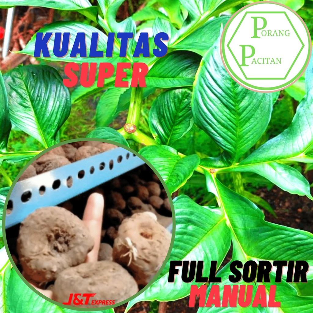 Bibit Umbi Porang Asli Dorman Isi ±100/Kg – Dari bubil Mini – Siap Tanam