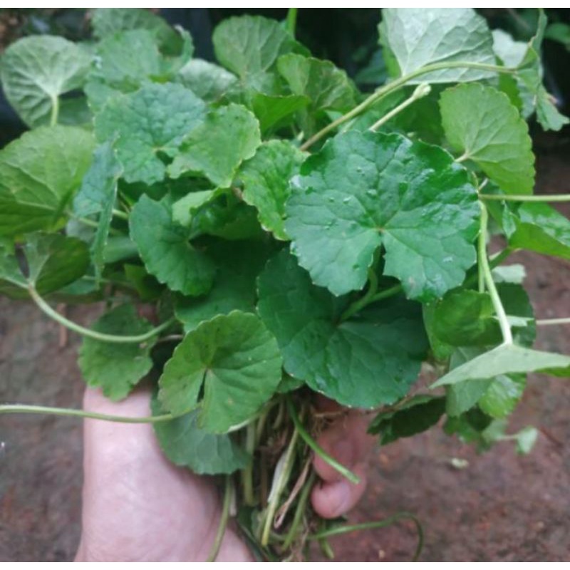 

Daun Pegagan fres 250 Gram