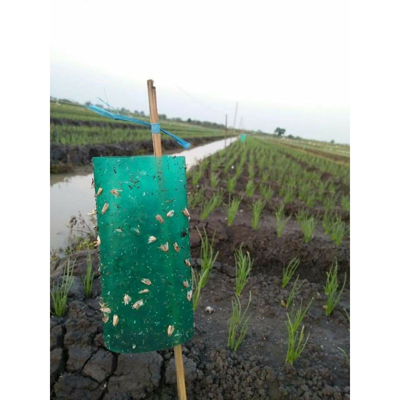 Hemat Spider Trap isi 100 lembar lem hama dan lalat buah tersedia kuning dan hijau perangkap hama serangga