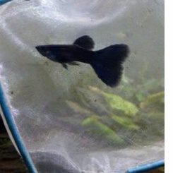 ikan guppy black moscow