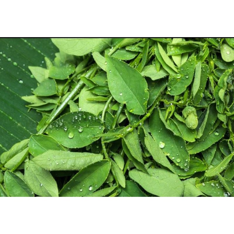

Daun Katuk Segar by surga kebutuhan ku