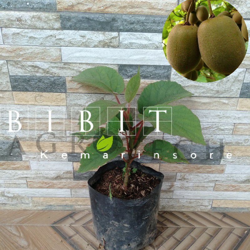 Bibit Tanaman Buah Kiwi