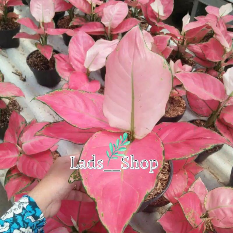 Tanaman Hias Aglonema Pink Katrina - Aglonema Pink Katrina