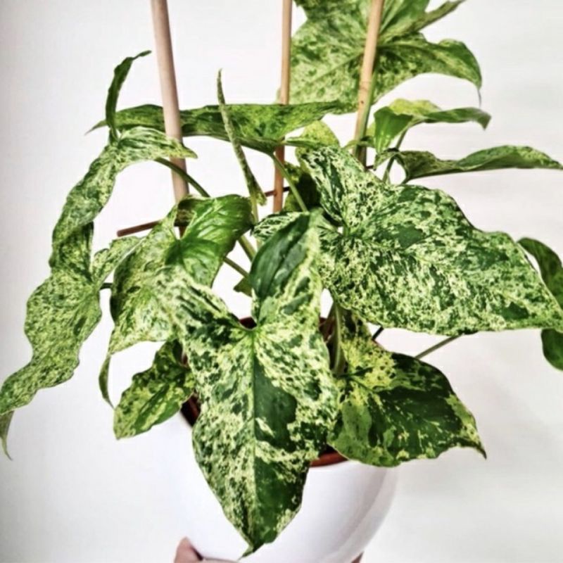 Tanaman Hias Syngonium Mojito/syngonium varigata mojito Murah