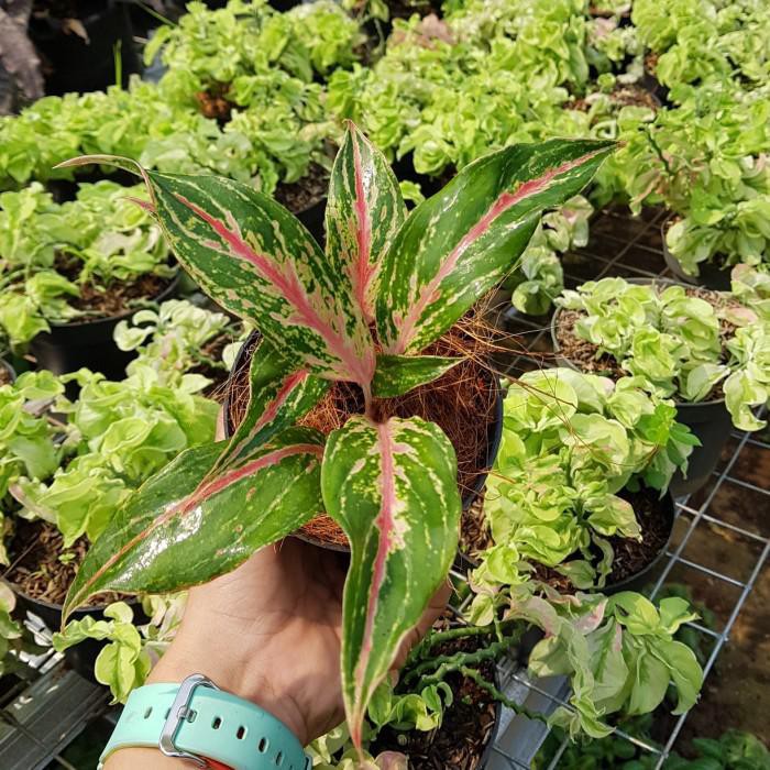 Aglaonema butterfly - Tanaman hias / bibit tanaman aglonema