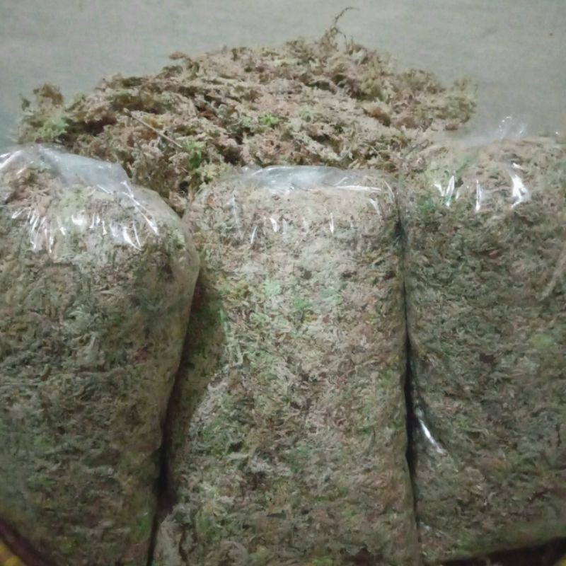 Media Tanam Spagnum Moss Chile Putih 100gr / Sphagnum Moss Chile Putih