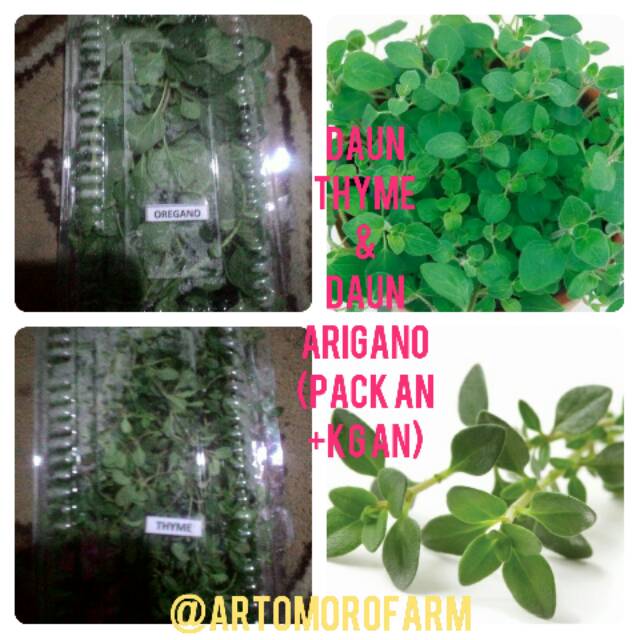 

Daun Thyme & Arigano segar (pack an+kgan)
