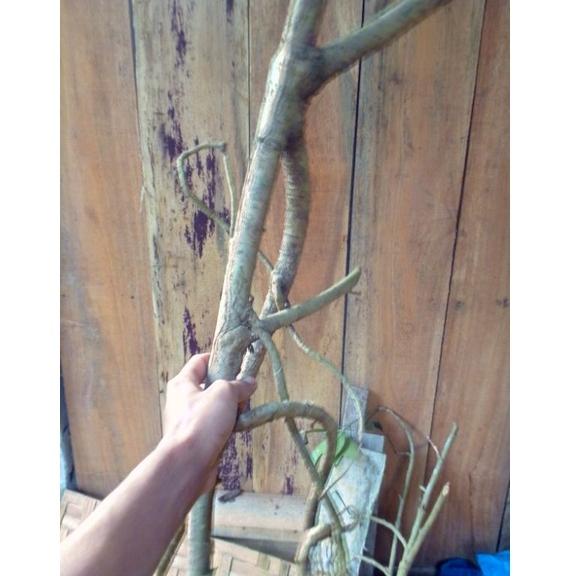 [KODE 7A0OC] kayu tlogosari / kayu tlogosari / telogosari