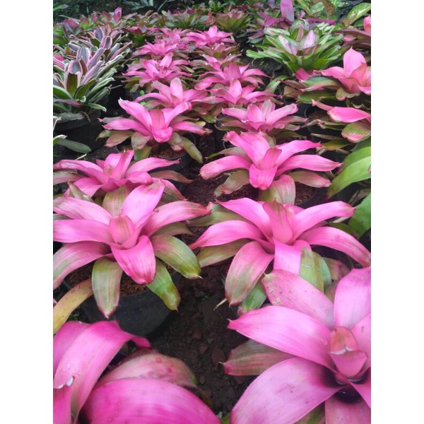 Bromelia Thailand F4 PING